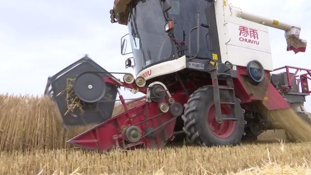 玉门市8.26万亩小麦收割工作全面展开