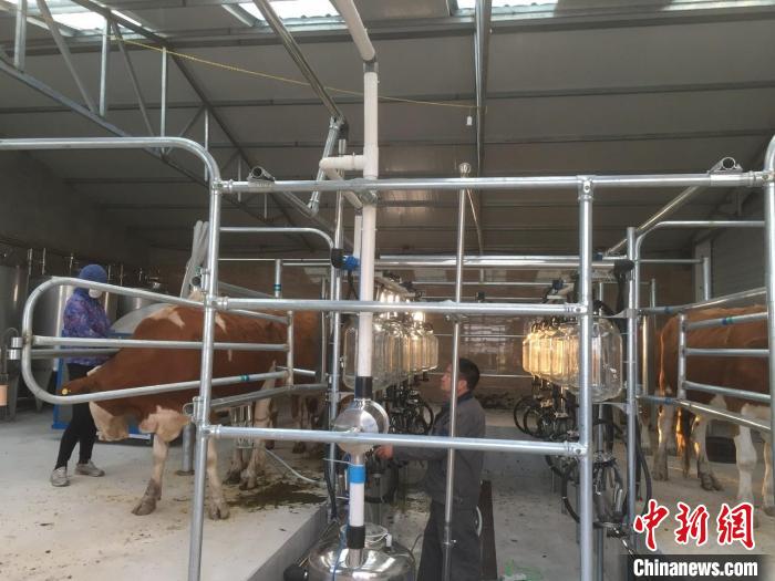 图为工作人员正在牛棚工作。 受访者供图 图为工作人员正在牛棚工作。 受访者供图