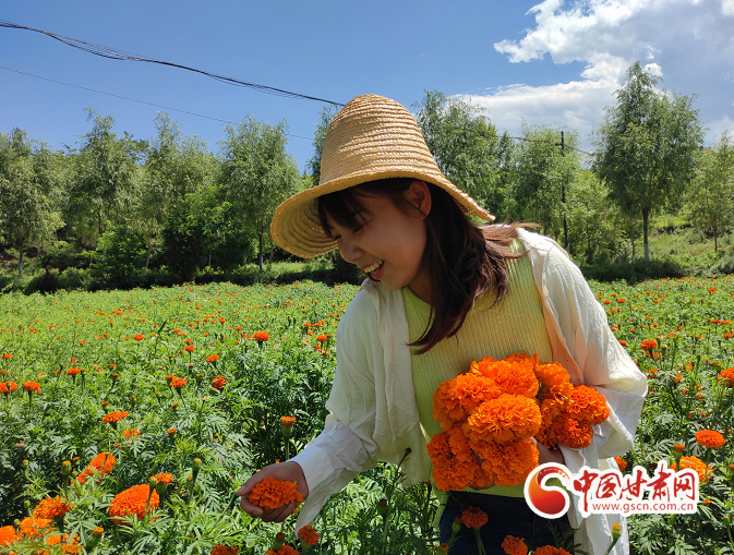 【小康圆梦·看甘肃】西和姜席镇：万寿菊花开 百姓幸福来