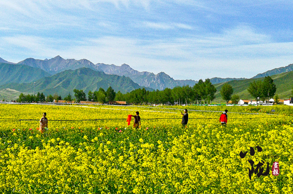 【小陇画报·117期】盛夏赴一场金张掖的金色之约