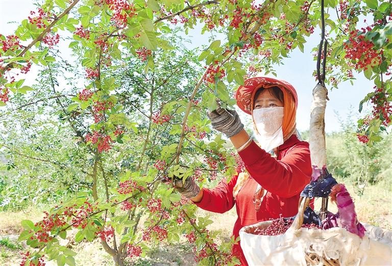 临夏州花椒红了