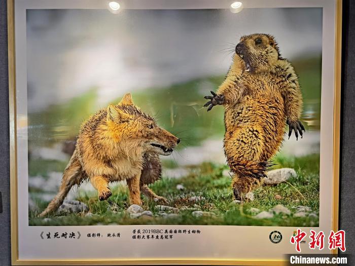 图为获得2019BBC英国国际野生动物摄影大赛年度总冠军作品《生死对决》。 祁增蓓 摄 图为获得2019BBC英国国际野生动物摄影大赛年度总冠军作品《生死对决》。 祁增蓓 摄