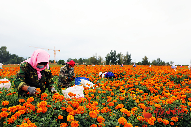 民乐：“赏花+采花”不断提升经济效益