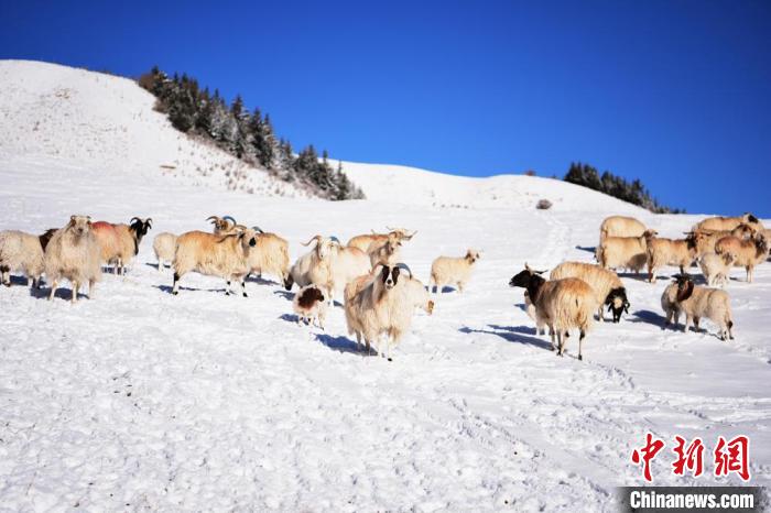 2018年4月初，祁连山雪后风光旖旎。图为雪地里的羊群。(资料图) 武雪峰 摄