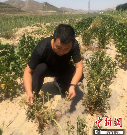 今年5月底以来，甘肃庆阳市北部极端干旱持续加重，引起蚜虫等大面积发生，进一步加重了干旱灾害的危害。　张天峰 摄