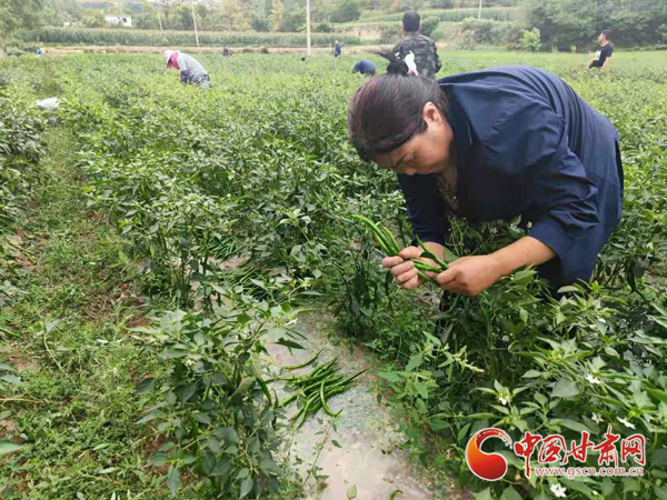 【小康圆梦·看甘肃】西和：订单辣椒喜获丰收