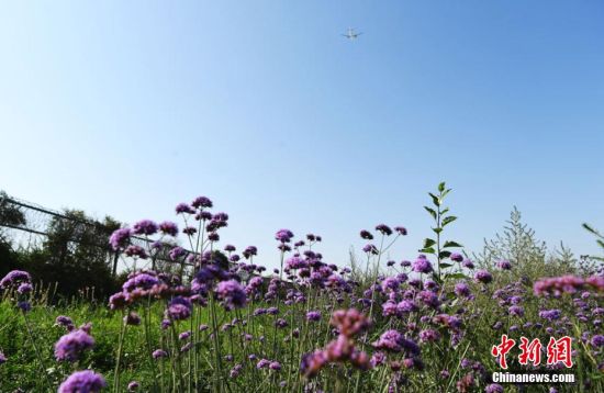 图为航班飞过花海。 杨艳敏 摄