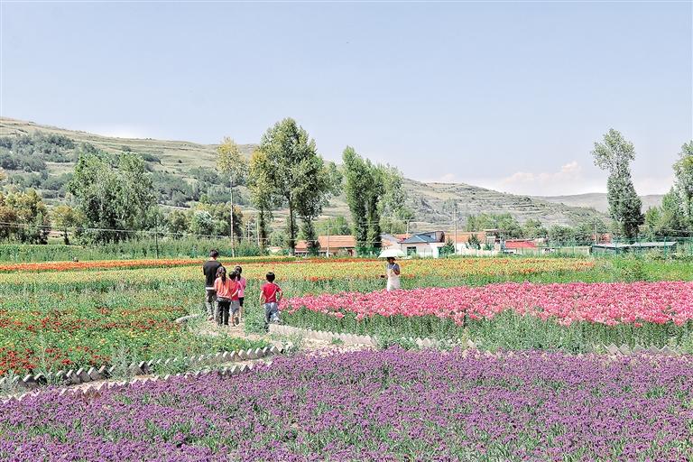 临夏州康乐县在草长沟景区打造了占地30多亩的花海