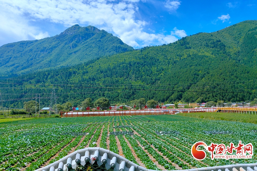 【陇拍客】迭部更古村：无公害蔬菜喜获丰收