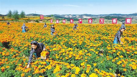 天水清水县松树镇3000亩万寿菊进入盛花期