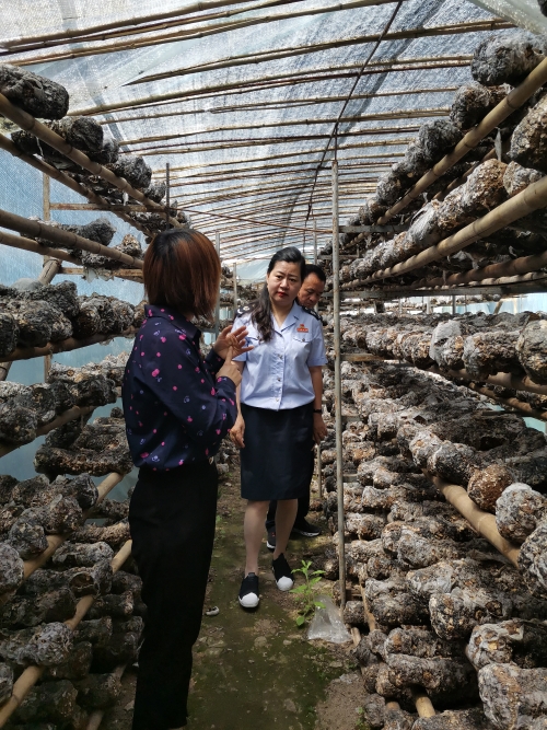 徽县龙翔种植农民专业合作社.jpg