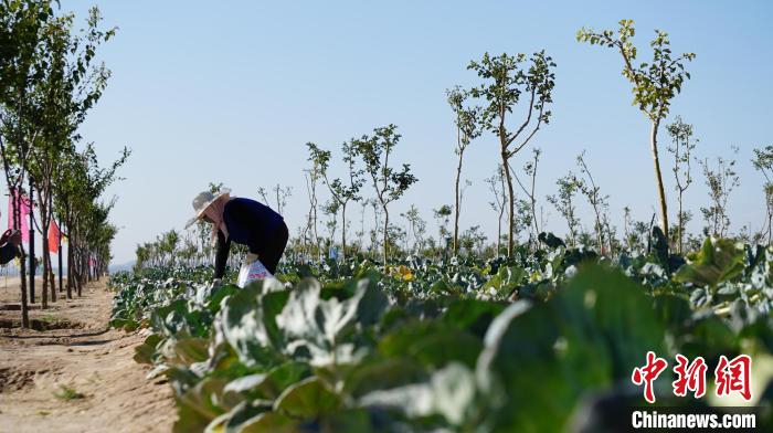 图为兰州新区黄河中上游生态修复及水土流失综合治理示范区“林蔬”产业培育基地。(资料图) 魏建军 摄