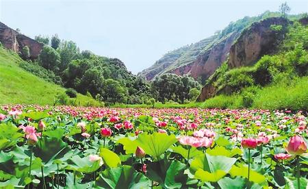 庆阳西峰区 发展林下经济 建设美丽乡村