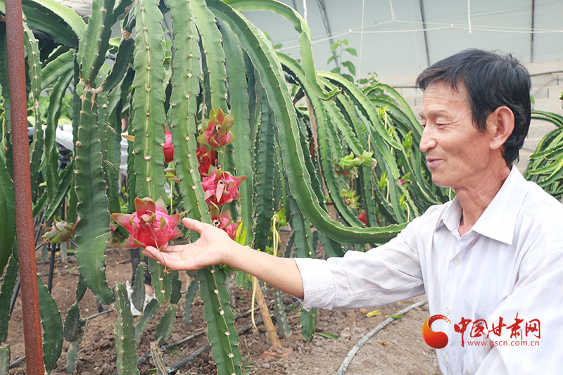 【小康圆梦·看甘肃】瓜州：火龙果为致富“添”新路