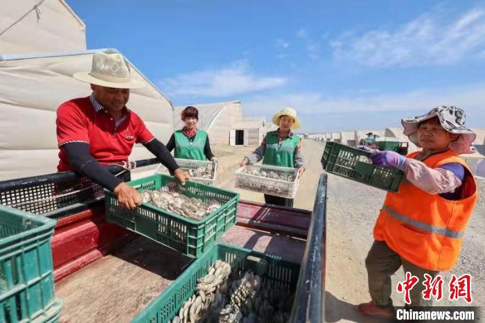 图为周边村民在西岔园区秦东农投公司采摘食用菌。(资料图) 晏博 摄