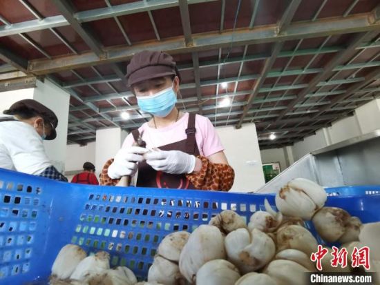 6月29日,兰州市“乡村就业工厂”揭牌。图为当地一家百合企业女工在生产线包装。(资料图) 张婧 摄 6月29日,兰州市“乡村就业工厂”揭牌。图为当地一家百合企业女工在生产线包装。(资料图) 张婧 摄