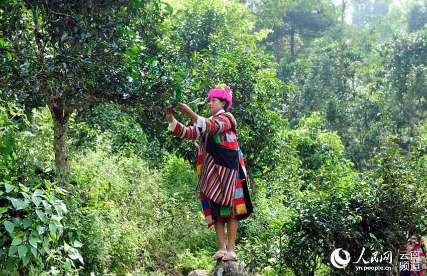 勐宋乡的少数民族群众正在采茶。佐连江摄