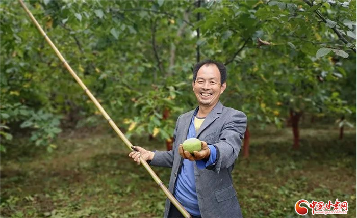 【小康圆梦·看甘肃】硕果累累缀枝头 陇南成县核桃成村民“摇钱树”