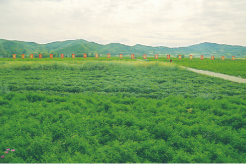 标准化让“道地药材”更地道——岷县中药材产业走上高质量发展之路