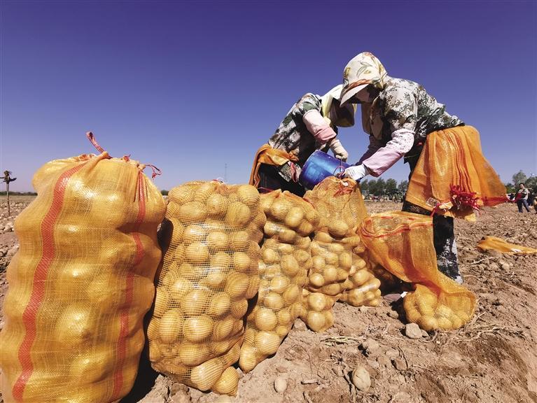 兰州新区4000亩“订单马铃薯”喜获丰收