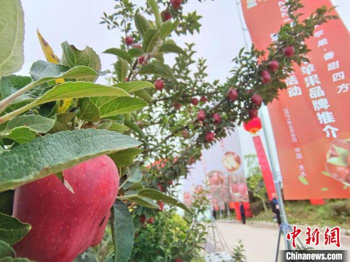 甘肃天水全产业链塑“花牛苹果”品牌色形味诱人引客基地直采