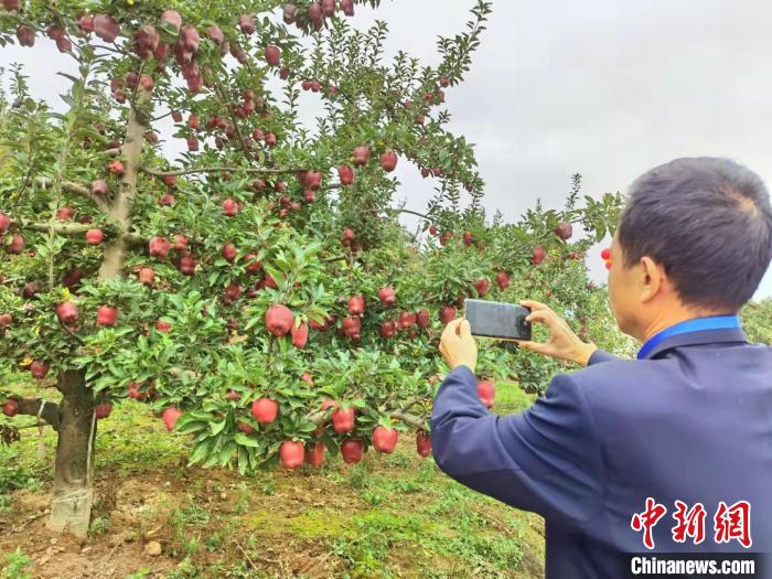 图为中国苹果产业协会秘书长高继海在麦积区南山万亩花牛苹果基地，当他看到这里的花牛苹果长势时格外欣慰。　张婧 摄