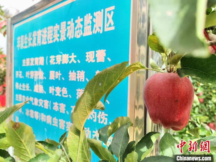 图为当地万亩花牛苹果基地。 张婧 摄 图为当地万亩花牛苹果基地。 张婧 摄