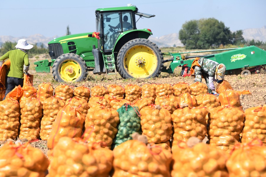 蘭州新區4000畝“訂單馬鈴薯”喜獲豐收