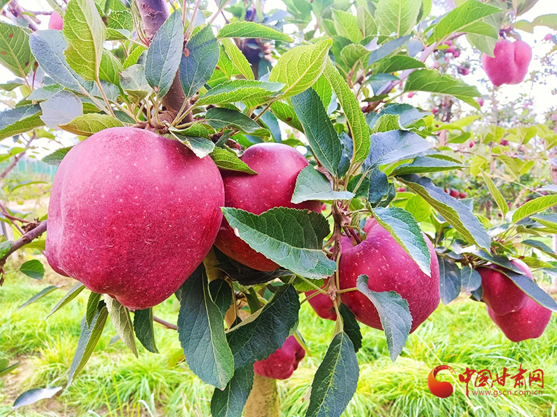 【小康圆梦·看甘肃】西和何坝镇：苹果产业鼓足群众“钱袋子”