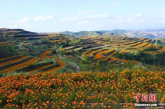 千亩万寿菊盛开形成的金色花海，不但为发展乡村旅游和观赏农业带来了契机，也成为农户增收的新途径。王卫东 摄