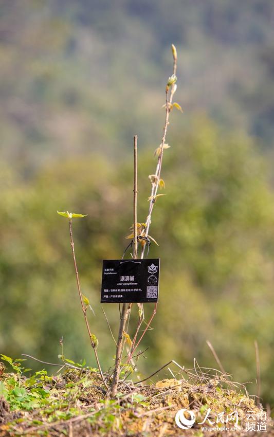云南:20余种极小种群野生植物得到有效保护