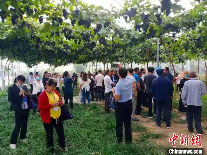 图为游客在葡萄园采摘。 孟小煜 摄 图为游客在葡萄园采摘。 孟小煜 摄