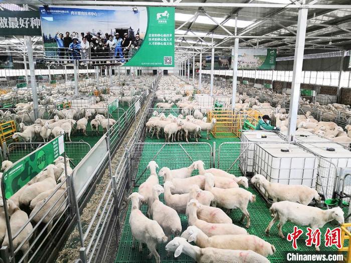 甘肃环县从“土法养羊”到引智建产业科技“硅谷”