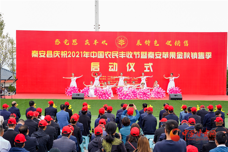 【庆丰收·感党恩】天水秦安：丰收节晒苹果 助力农民有个好“钱”景