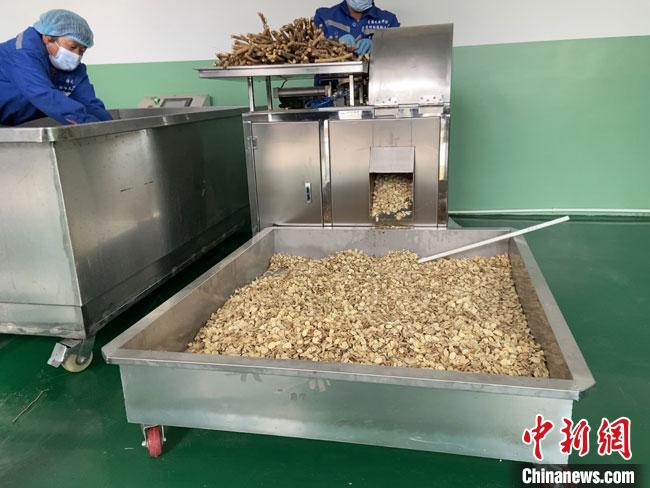 9月27日，甘肃定西市陇西县一中药材初加工车间的工人正在对黄芪进行切片加工。　宋子昕 摄