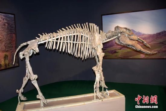 资料图：甘肃和政古动物化石博物馆展出“世界上最丰富的铲齿象化石”。中新社记者 孙自法 摄