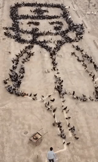 1633406026608621.gif 8.gif