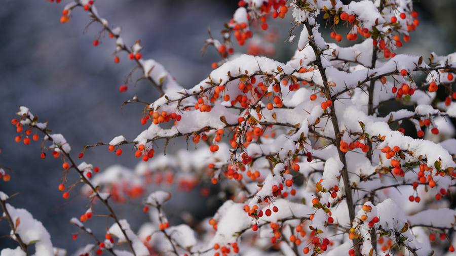 甘肃肃南：秋雪美景宛若童话