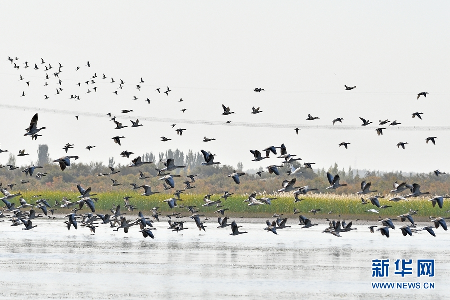 甘肃高台：候鸟翔集黑河湿地