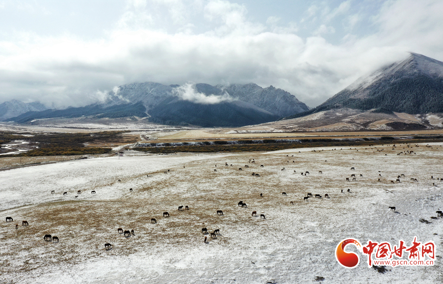 【陇拍客】深秋飞雪 山丹马场“裹”银装