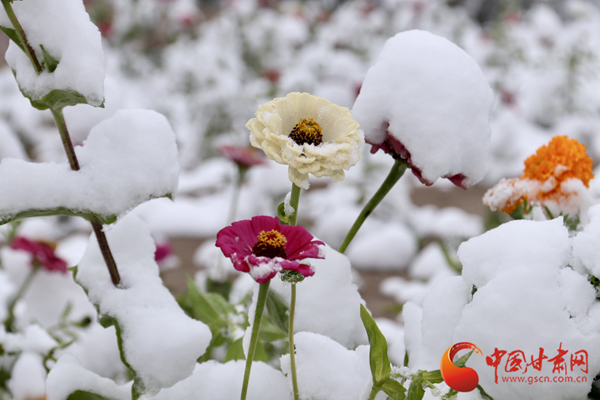 瑟瑟发抖！甘肃省大部降温6-8度 部分地区迎来降雪