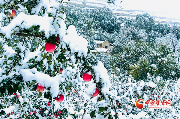 入秋降温 甘肃静宁现“苹果雪”