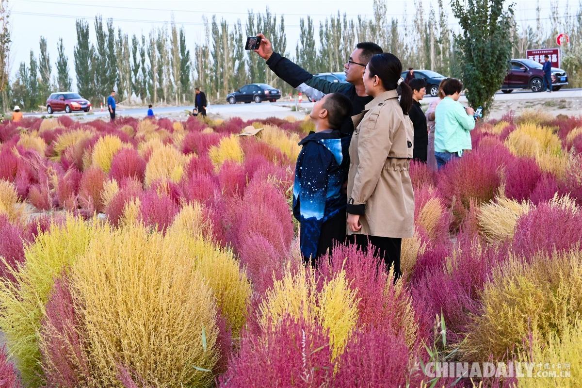 甘肃敦煌：荒滩变花海 人在画中游