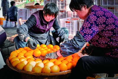 柿饼飘香致富路 柿饼飘香致富路