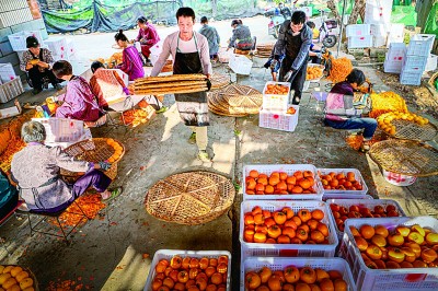 柿饼飘香致富路 柿饼飘香致富路