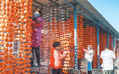 平凉市泾川县柿柿红种植农民专业合作社社员在晾晒柿饼