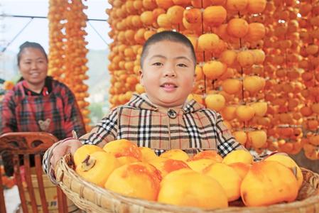 陇南文县贾昌村群众开始采摘柿子、晾晒柿饼