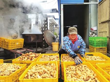 村民在康县阳坝镇阳坝村天麻种植大户胡国强家加工天麻。