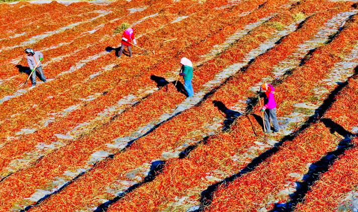 【隴拍客】甘肅甘州：祁連山下萬畝朝天椒喜獲豐收