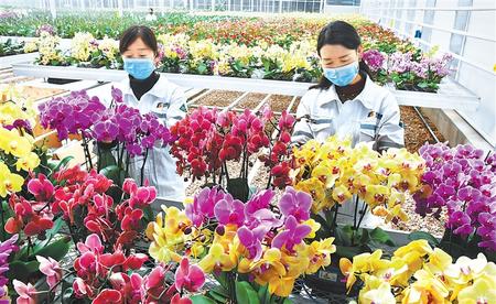 臨夏州和政縣工作人員在智能溫室內對花卉進行日常管護